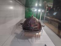 /home//u458753944/public_html/sourcegallery//other/uk 2023/london/IMG_20230920_102223820.jpg